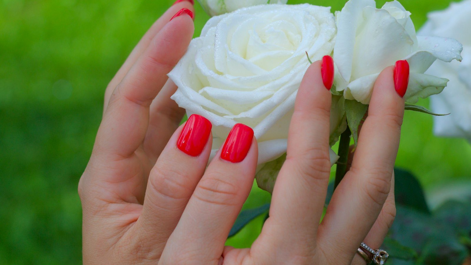 After a manicure: red manicured nails holding white roses