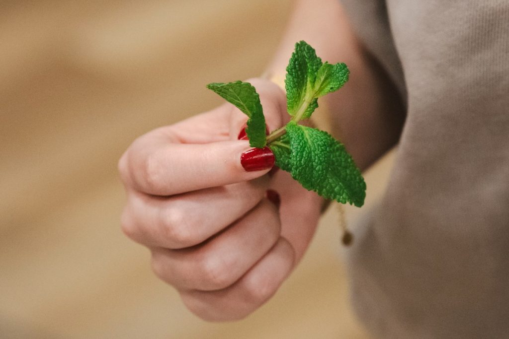 After a manicure: red manicured nails holding fresh mint